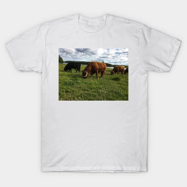 Scottish Highland Cattle Bulls 1788 T-Shirt by SaarelaHighland